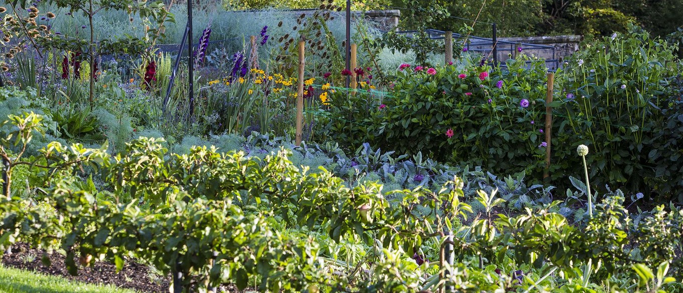 tips for an edible garden growing your own food kitchen garden tips the good food guide